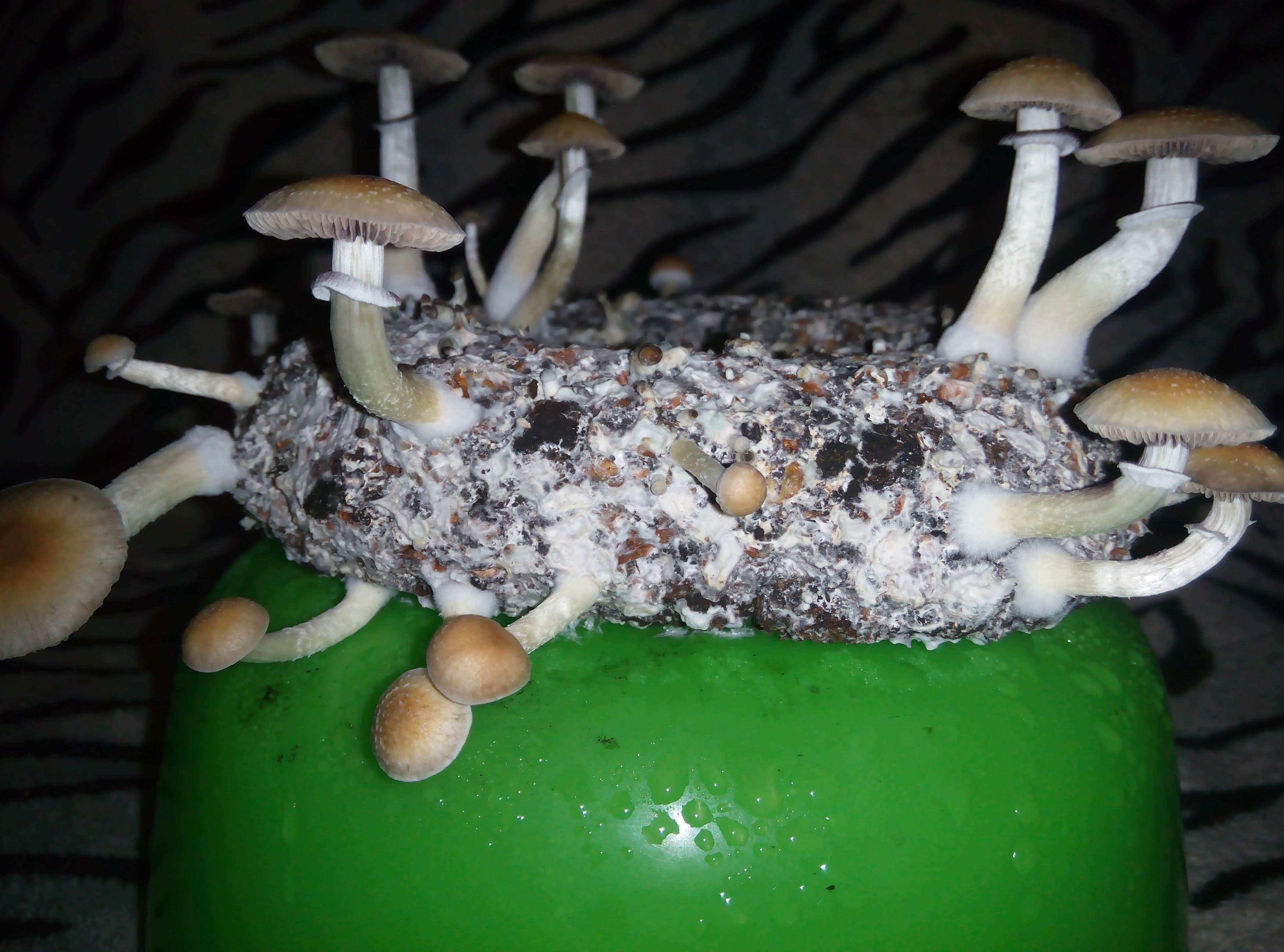 Psylocybe cubensis Pink Buffalo.jpg