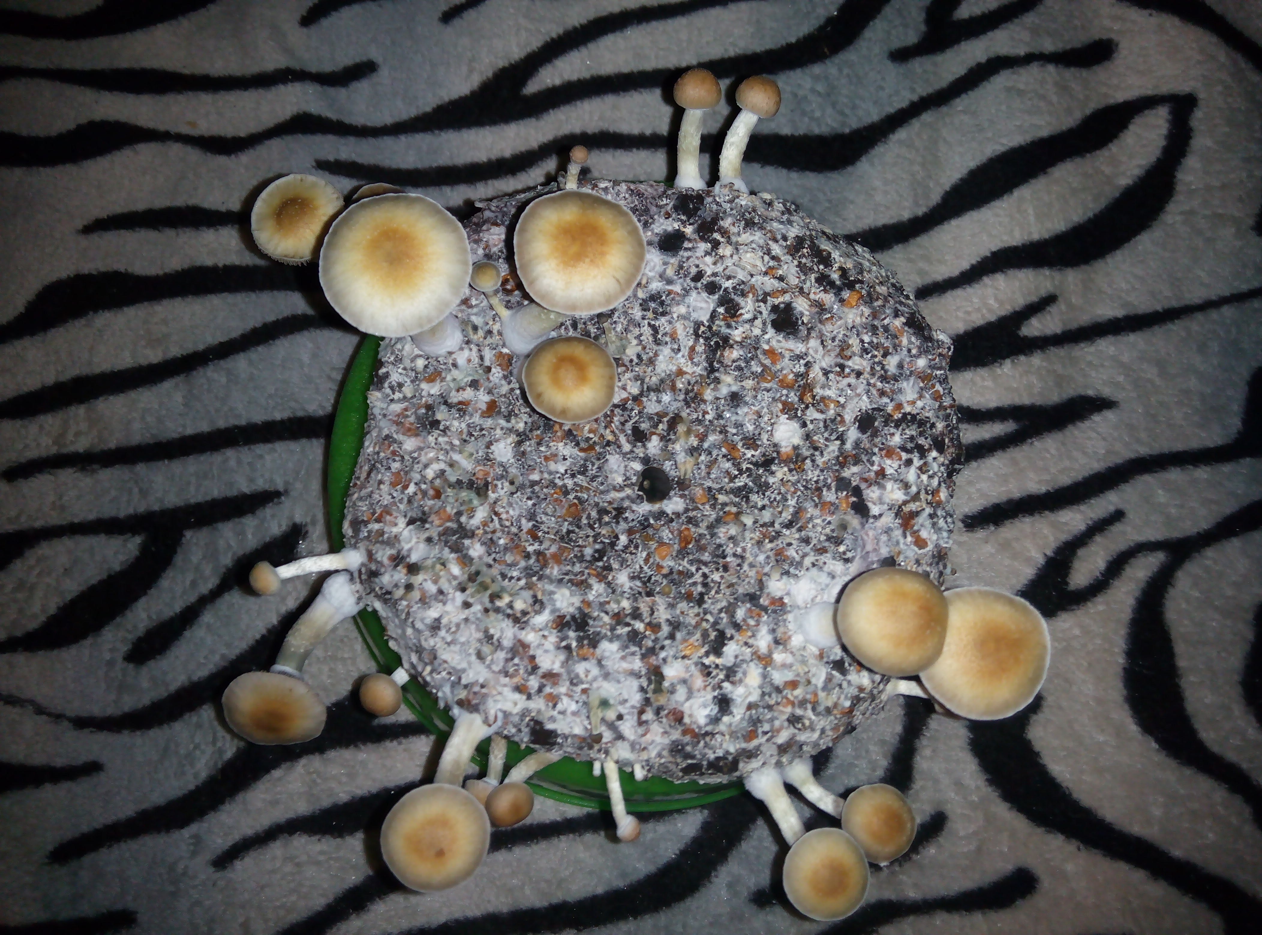 Psylocybe cubensis Pink Buffalo.jpg