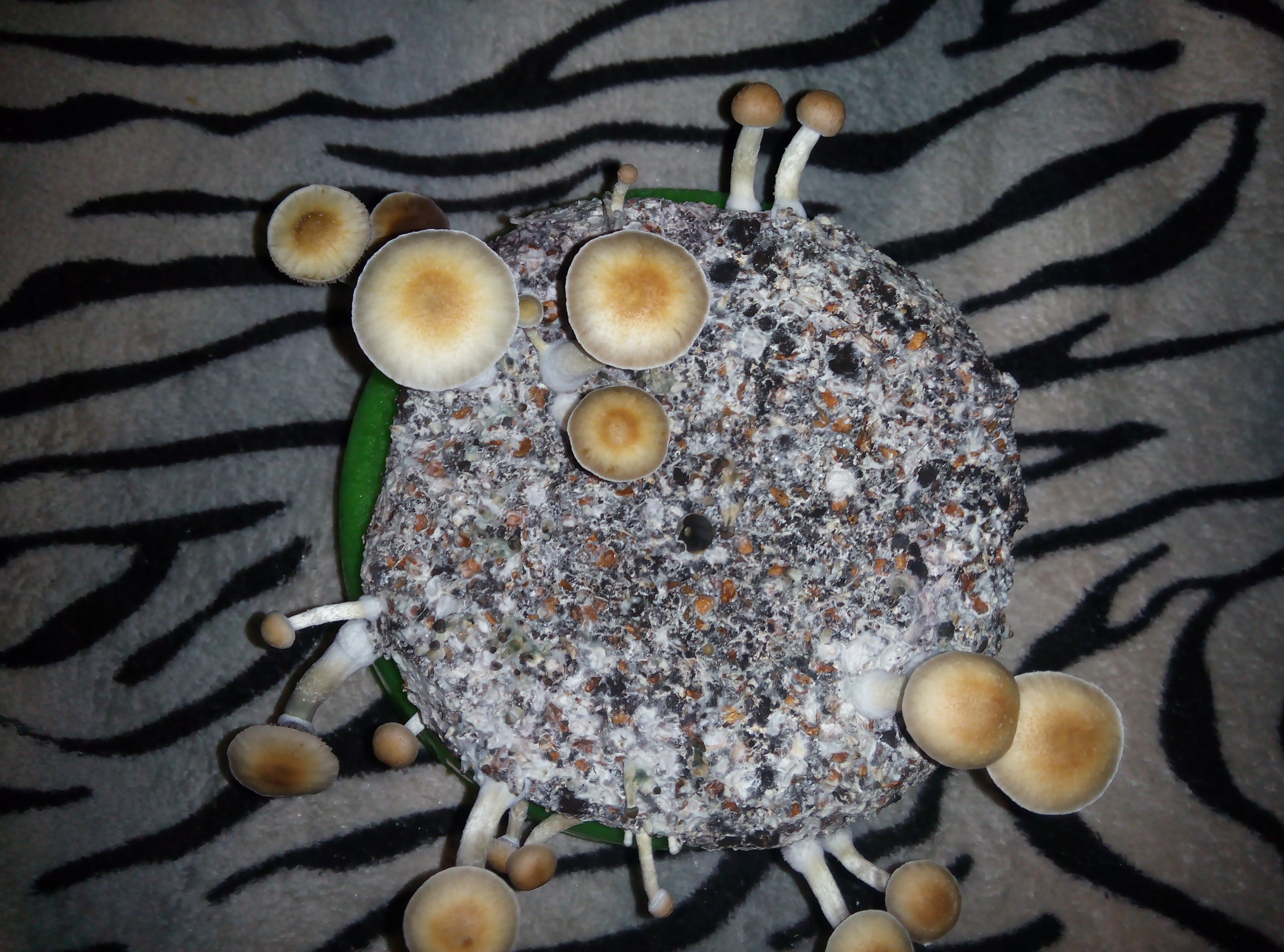 Psylocybe cubensis Pink Buffalo.jpg