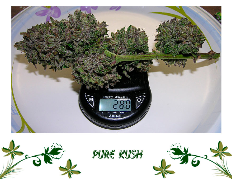Pure Kush сорт