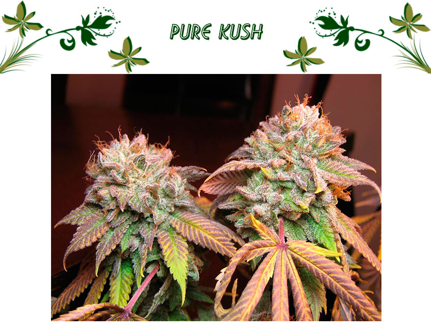Pure Kush