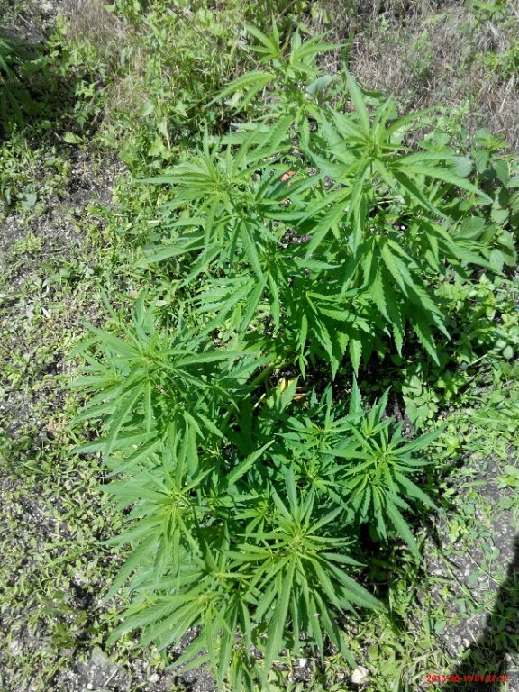 pure kush