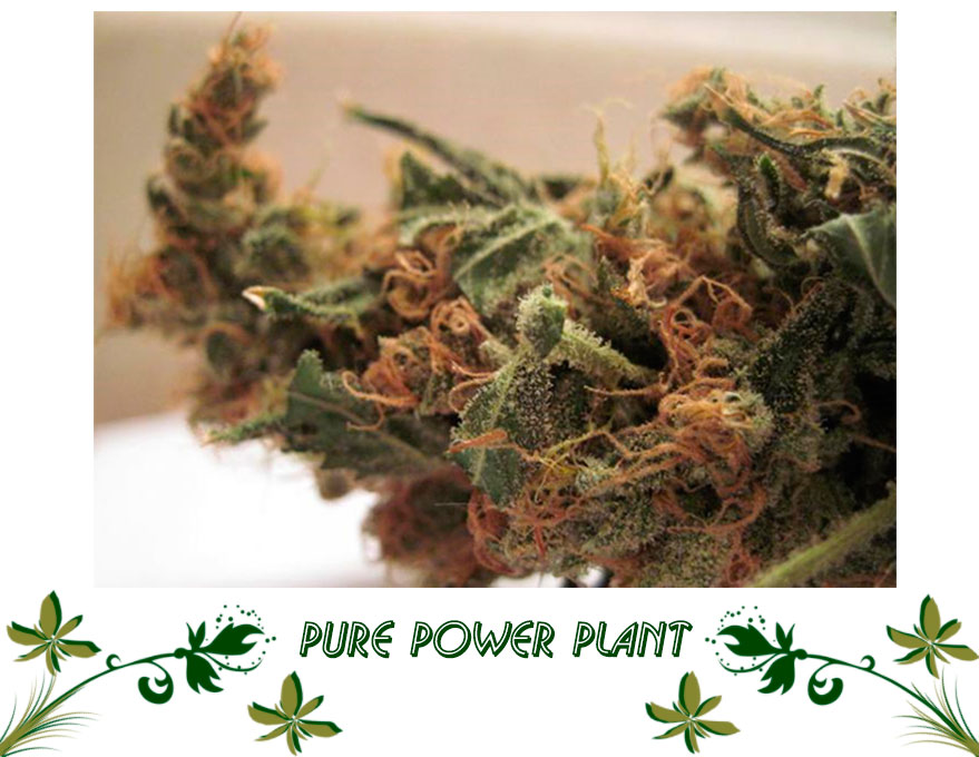 Pure Power Plant сорт