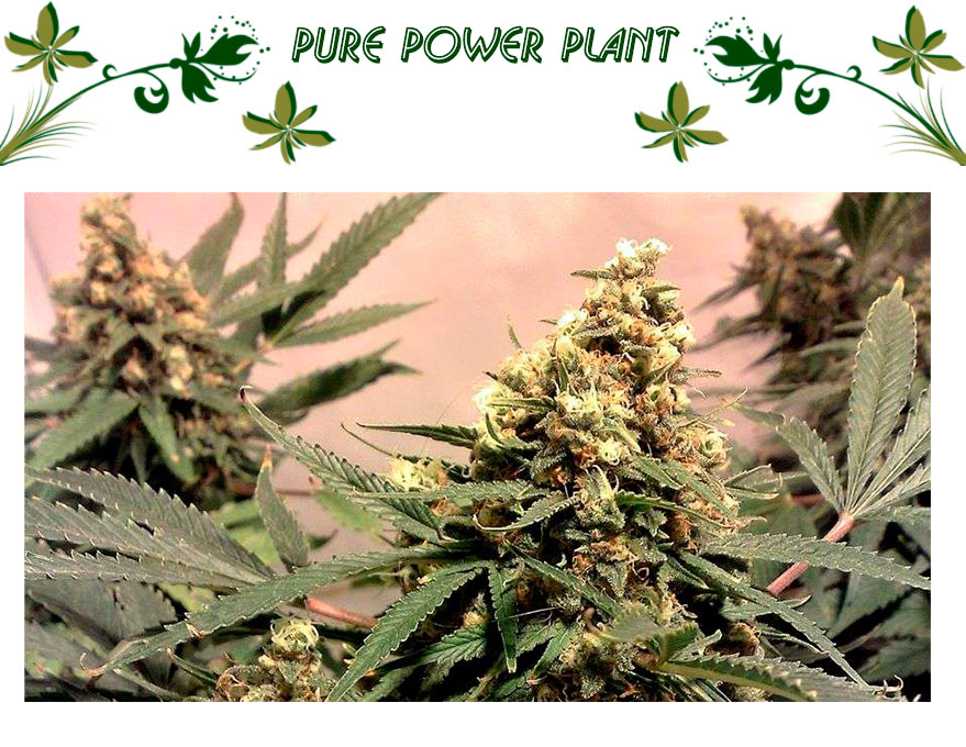 Pure Power Plant