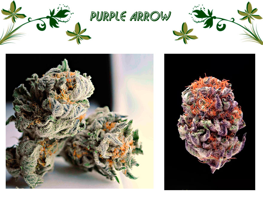 PURPLE ARROW