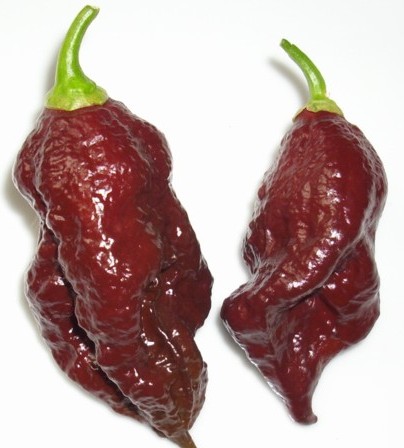 Purple Bhut Jolokia