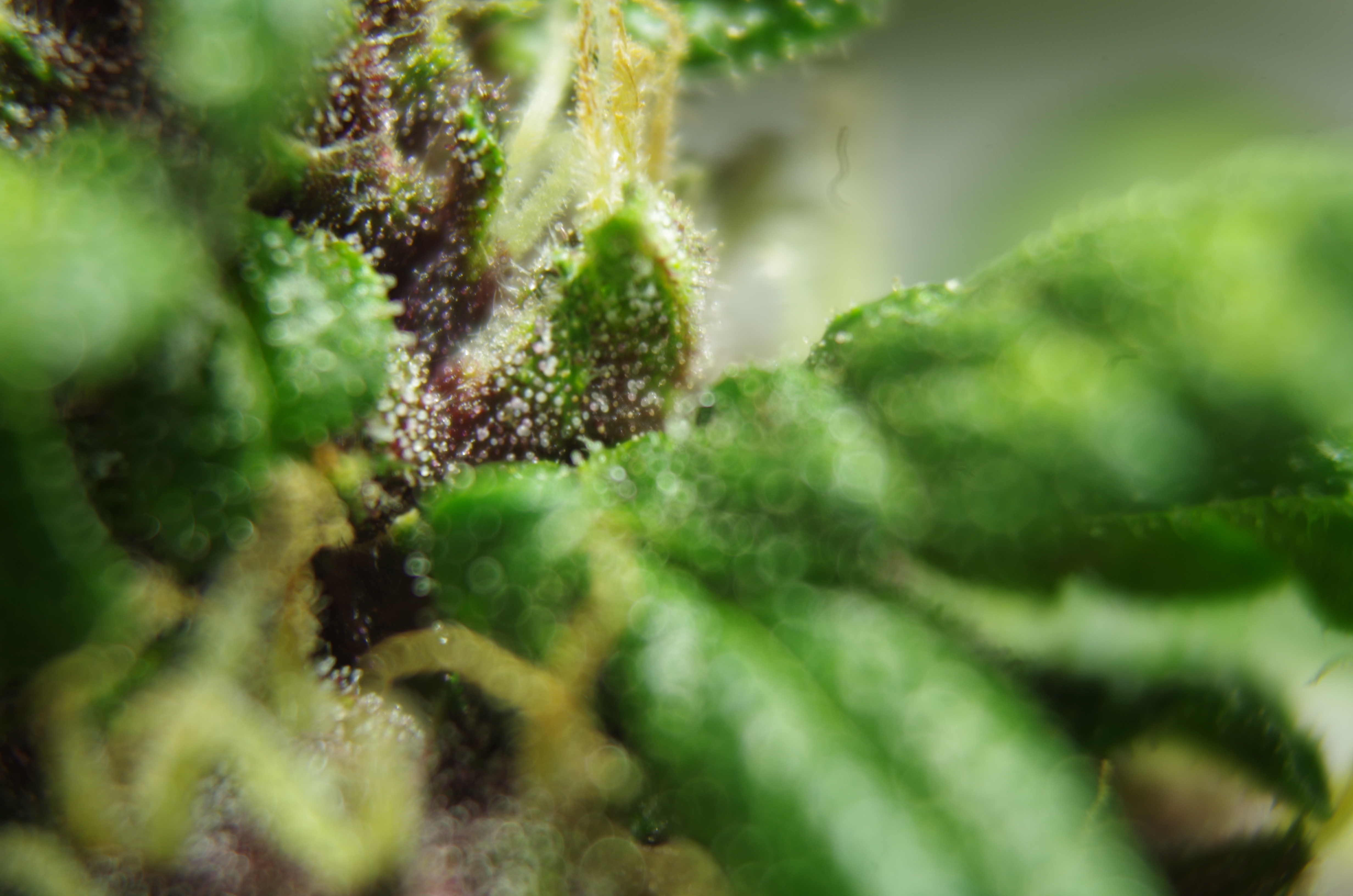 Purple Cush