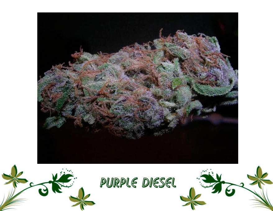 Purple Diesel