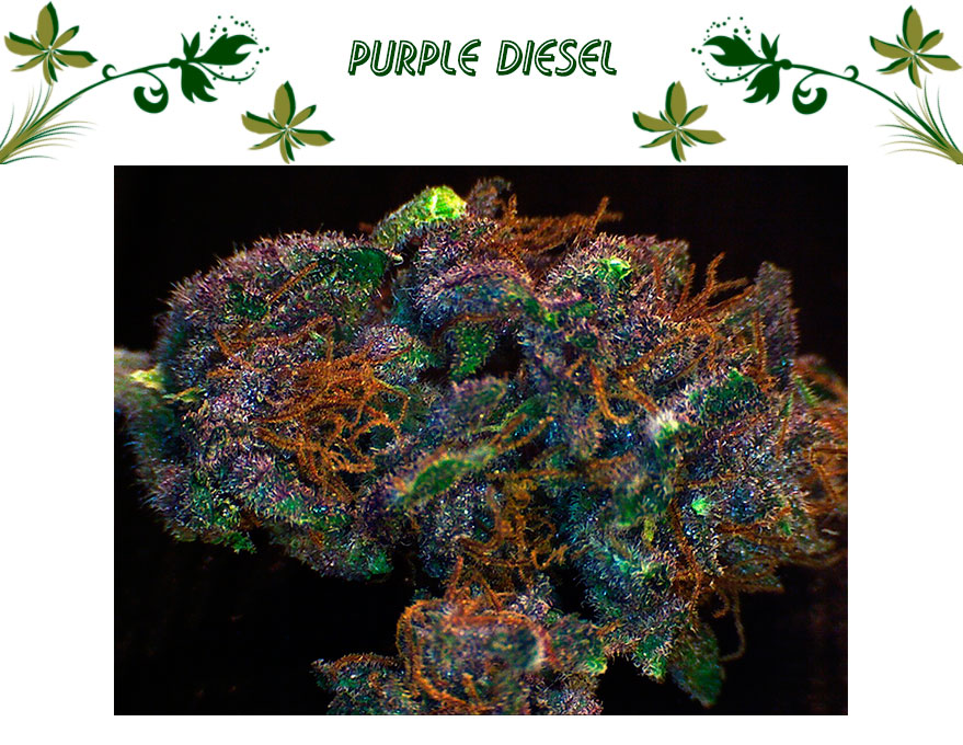 Purple Diesell