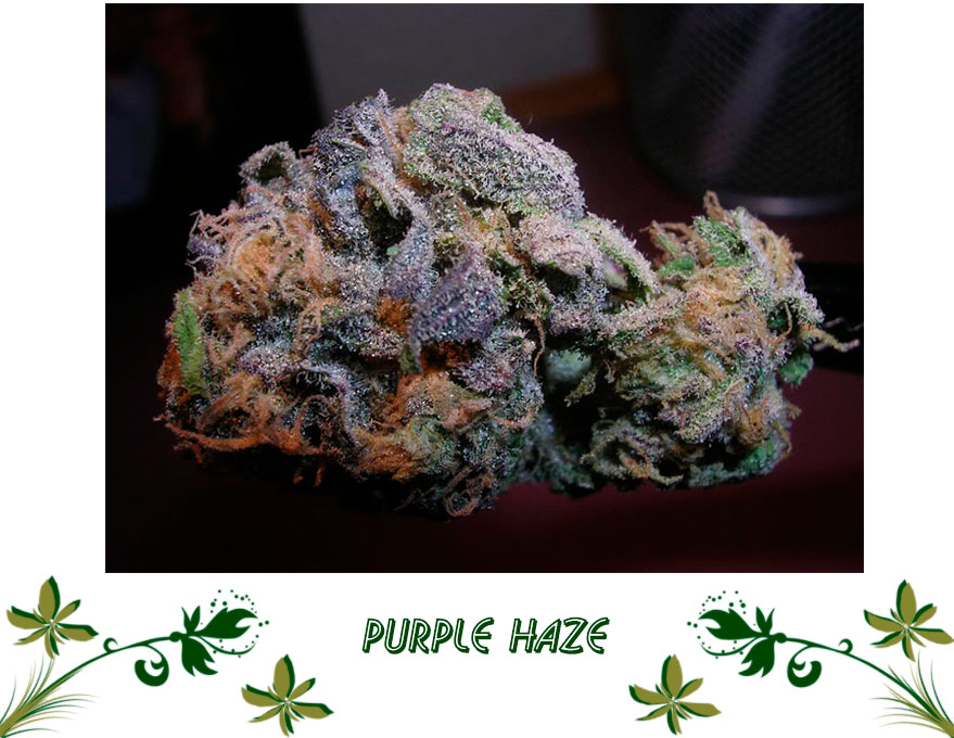 Purple Haze сорт