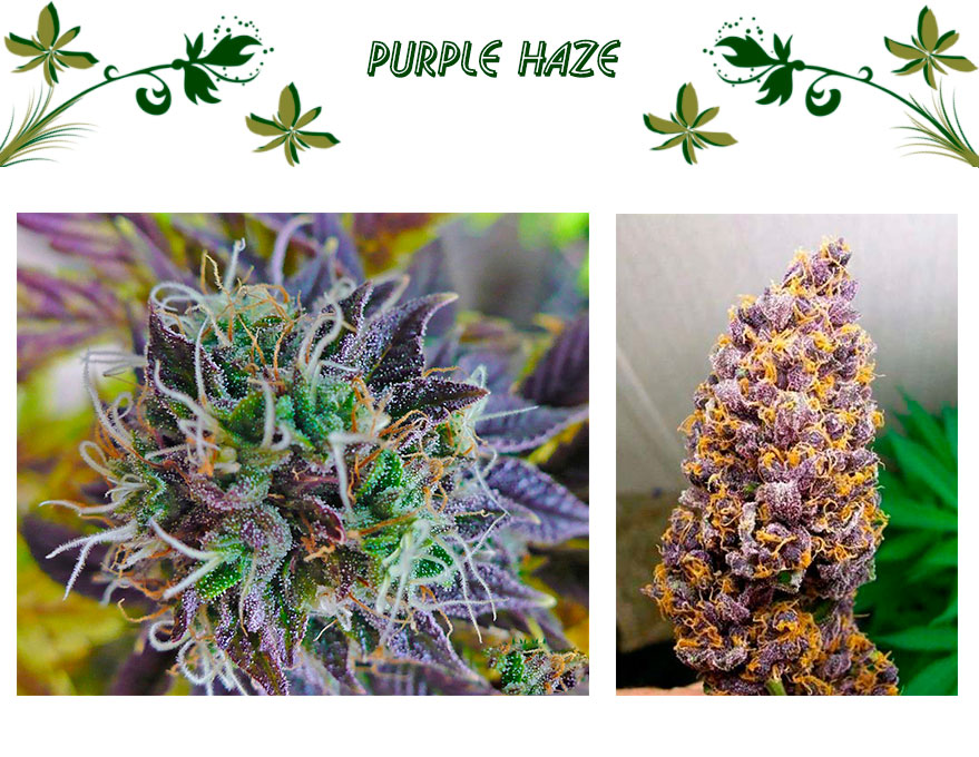 purple haze