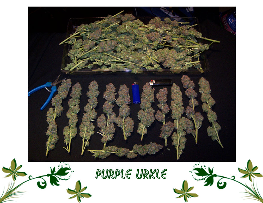 Purple Urkle сорт