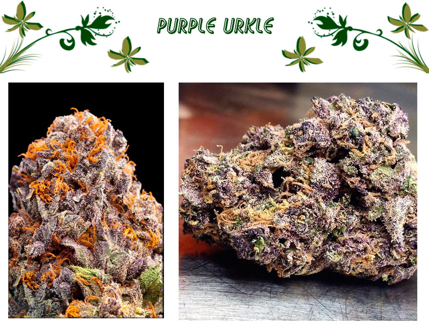 Purple Urkle