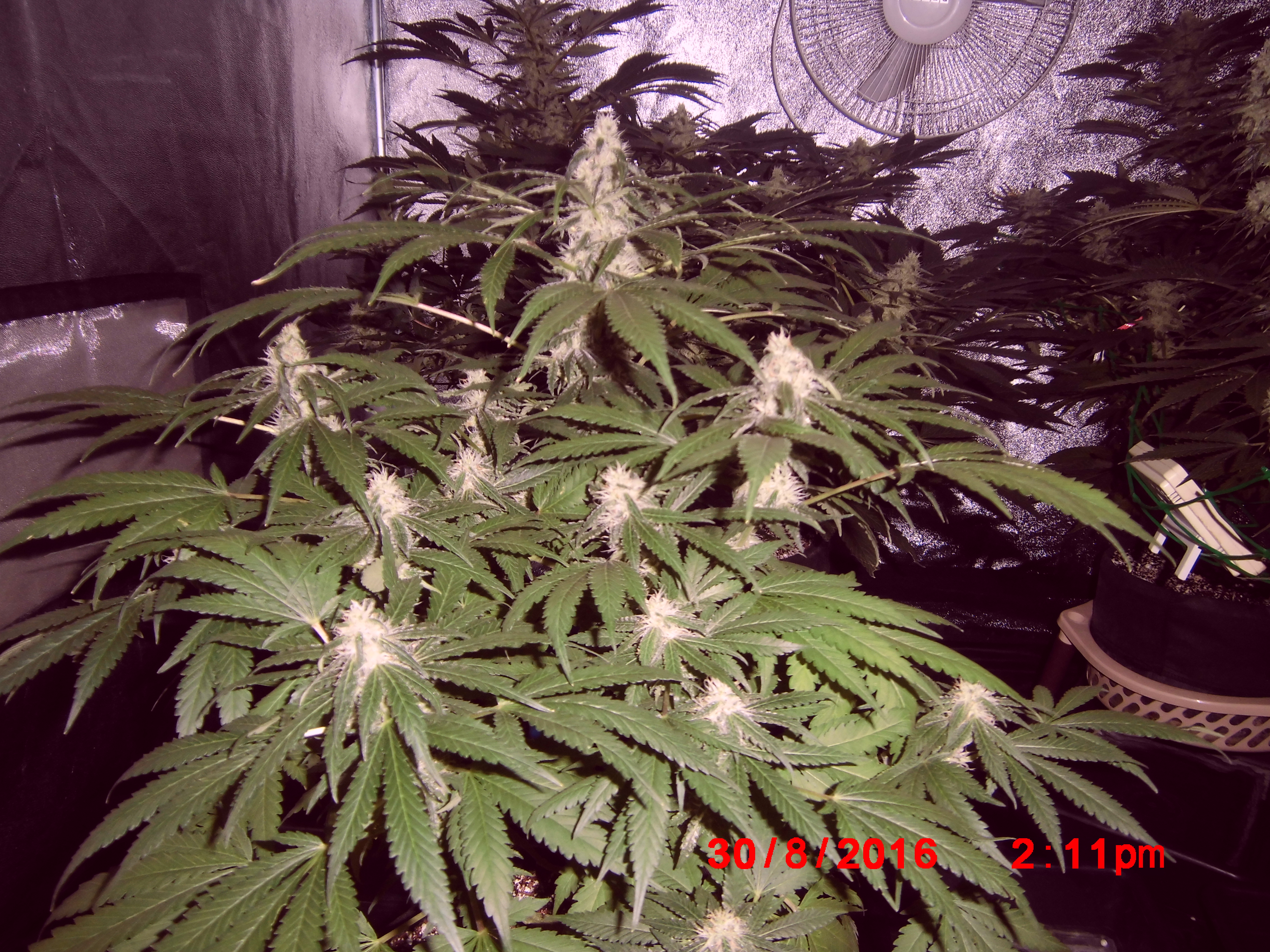 Puta madre kush