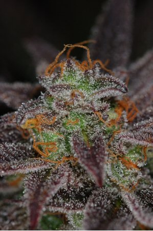querkle small