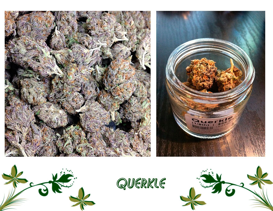 Querkle сорт