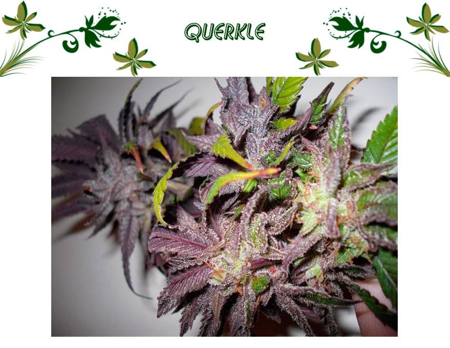 Querkle
