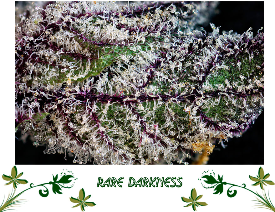 Rare Darkness сорт