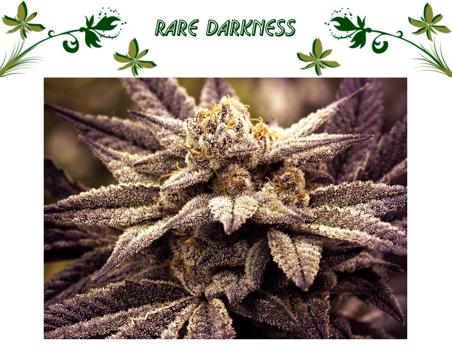Rare Darkness