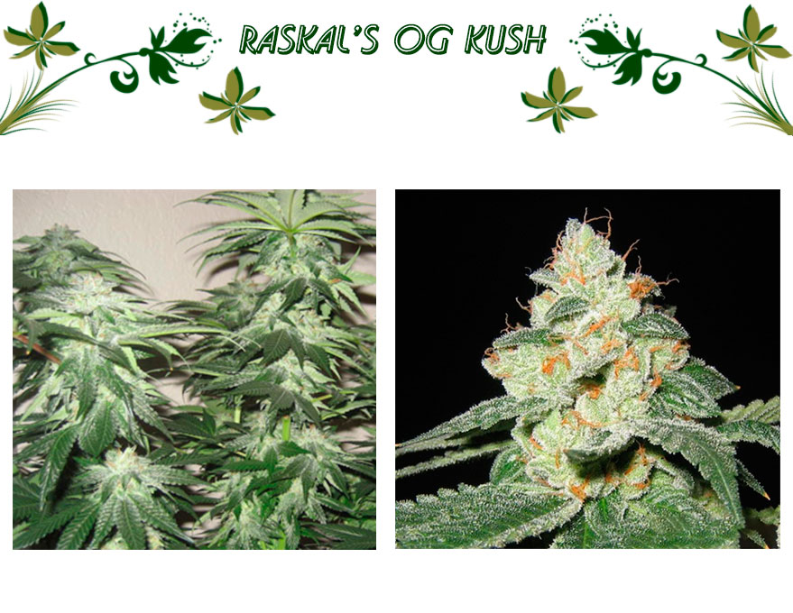 Raskal’s OG Kush