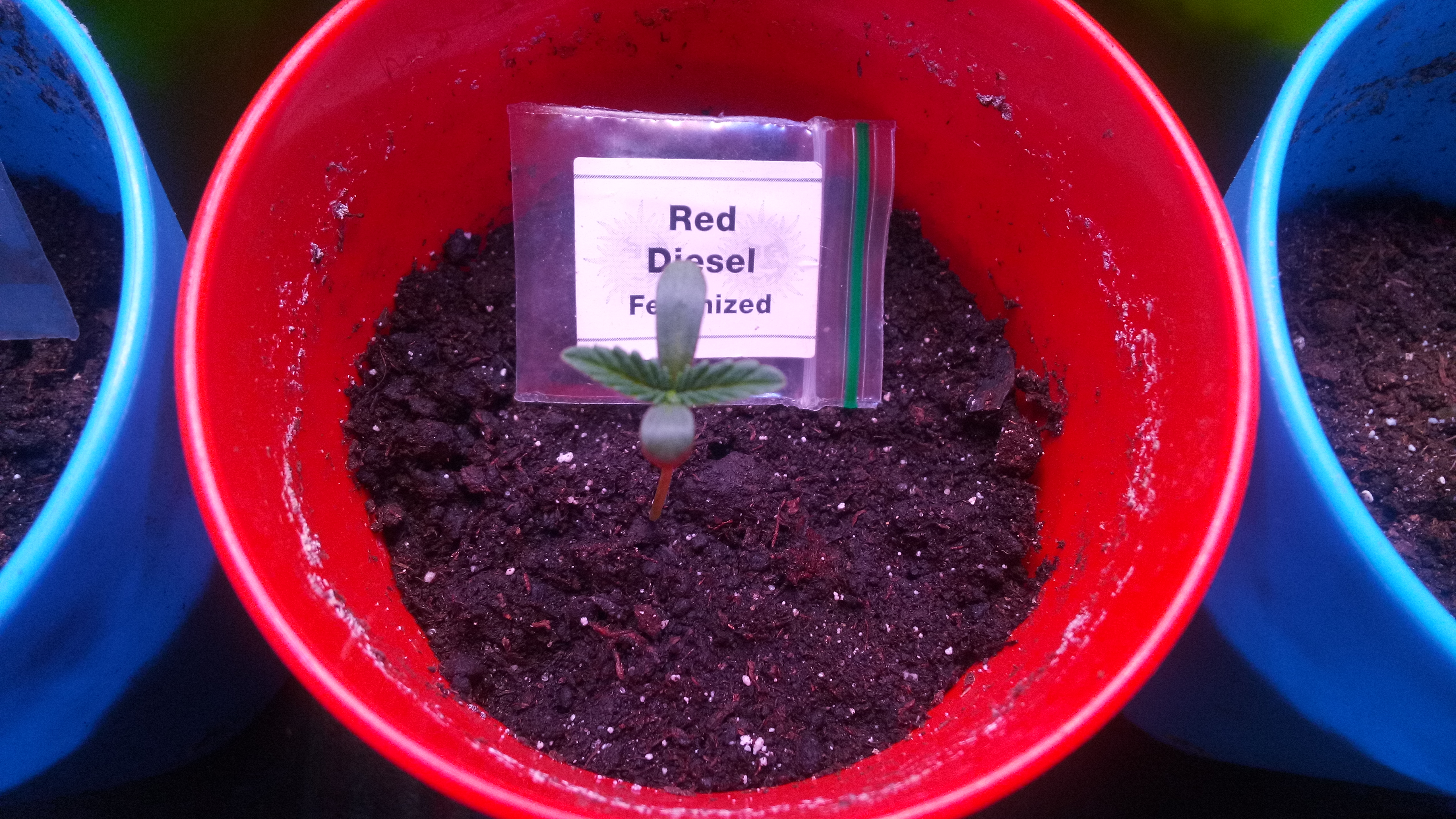 Red Diesel