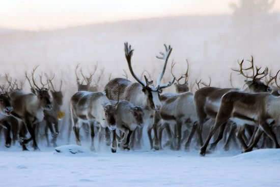 reindeer And people01