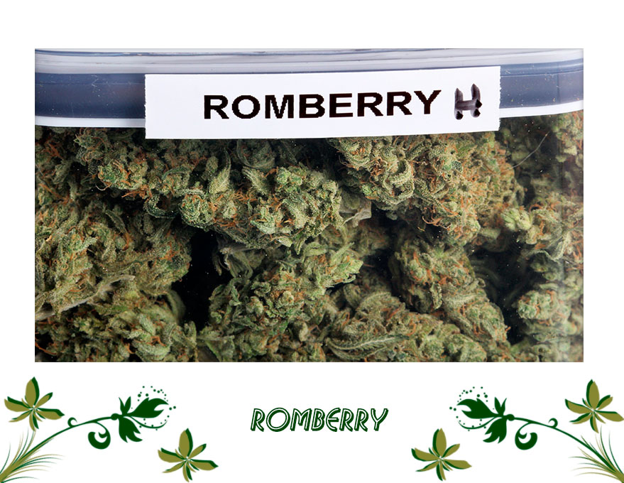 Romberry сорт