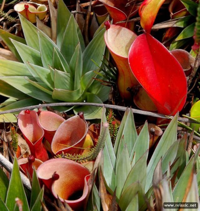 Roraima 014