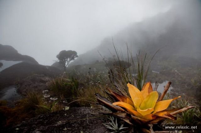 Roraima 019