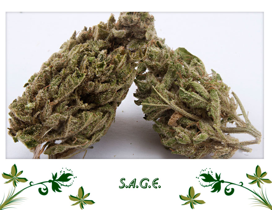 S.A.G.E.1