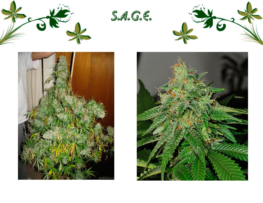 S.A.G.E.
