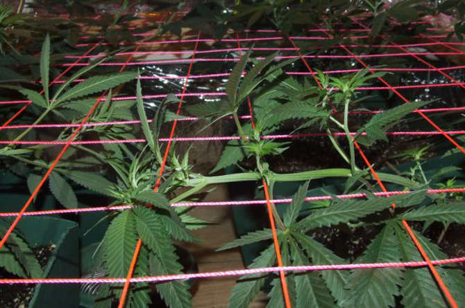scrog early stage