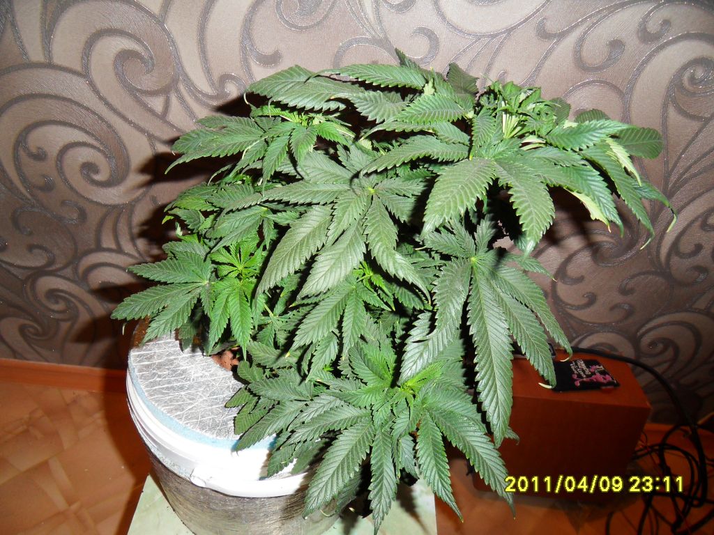 SDC17971