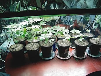Selecting The perfect clone mother