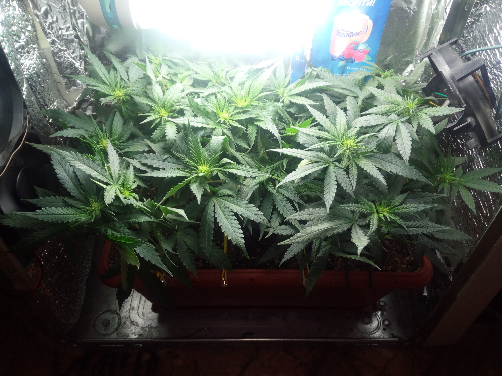 Sensi Star fem.