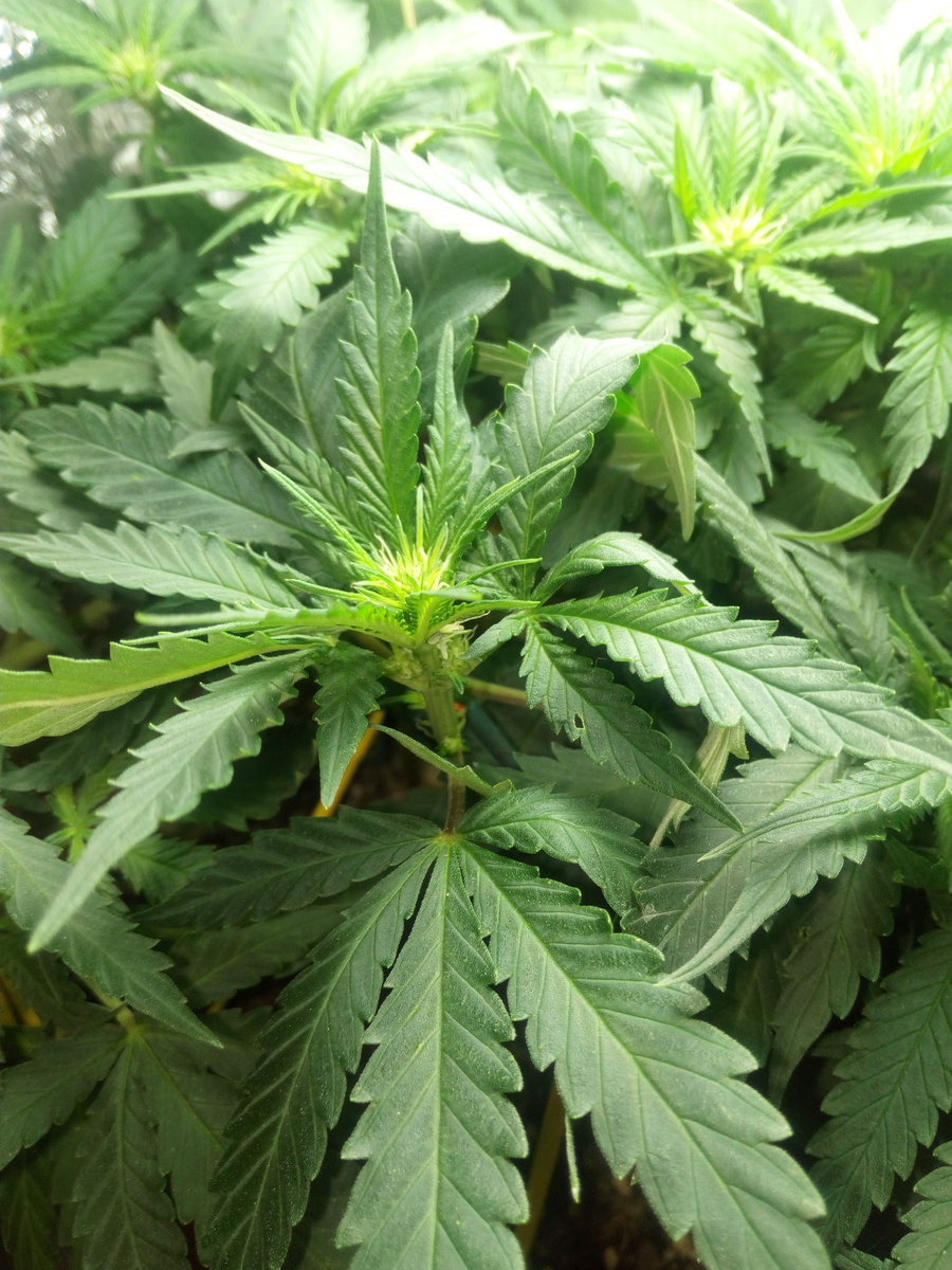 Sensi Star fem.