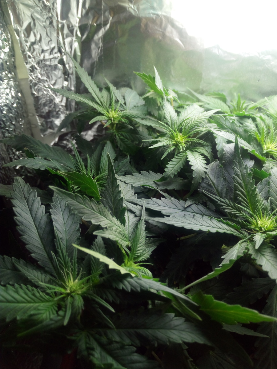 Sensi Star fem.