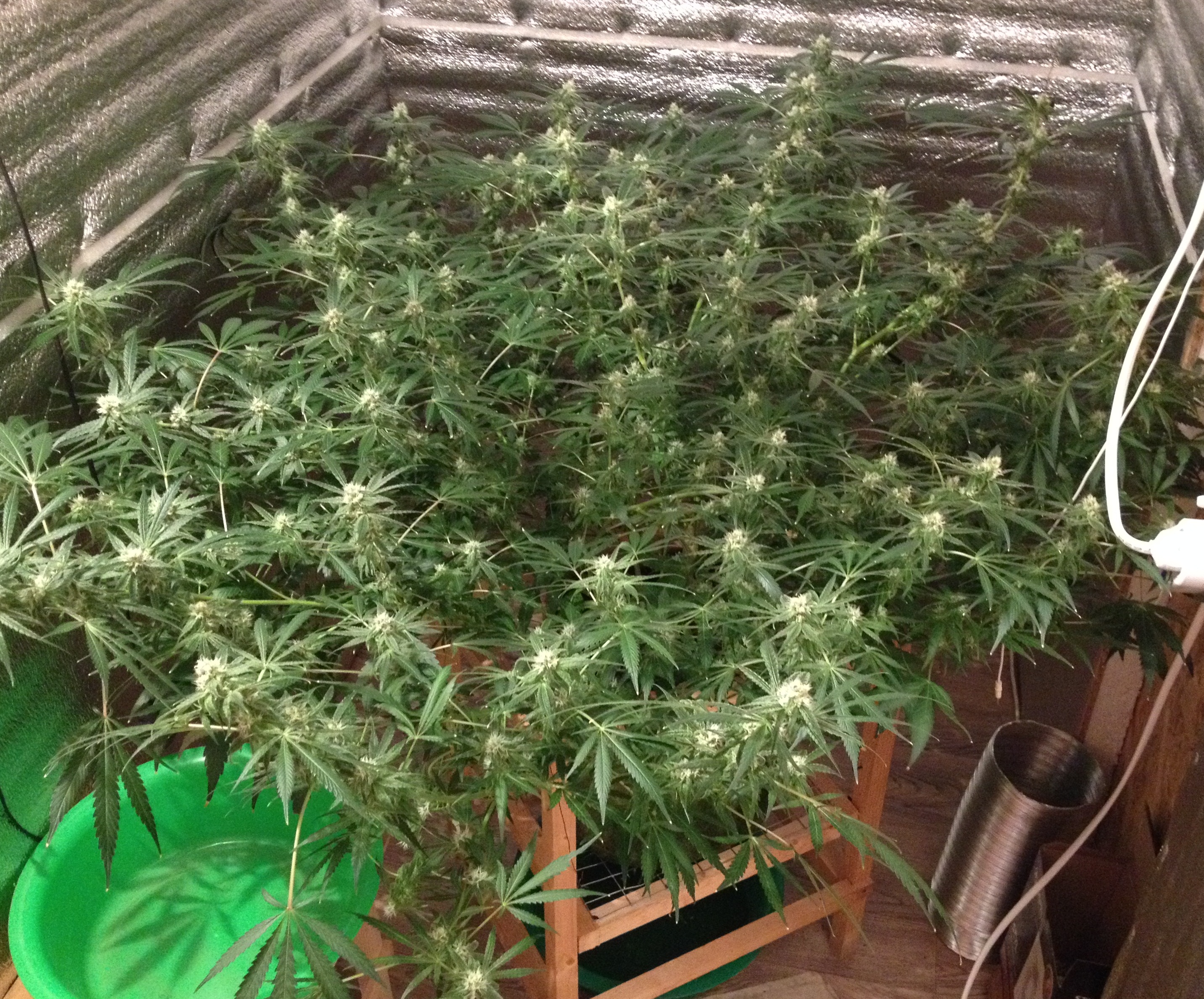 Serious Seeds - AK-47 (клон)