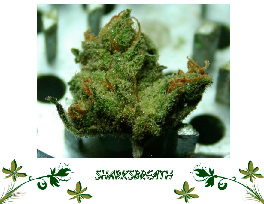 Sharksbreath сорт