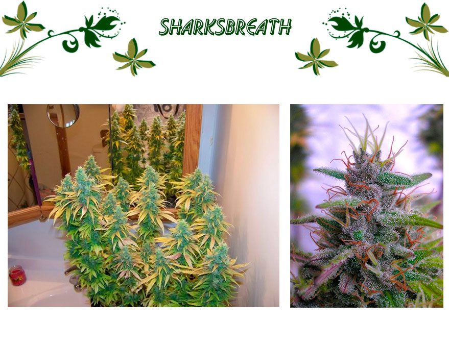 SharksBreath