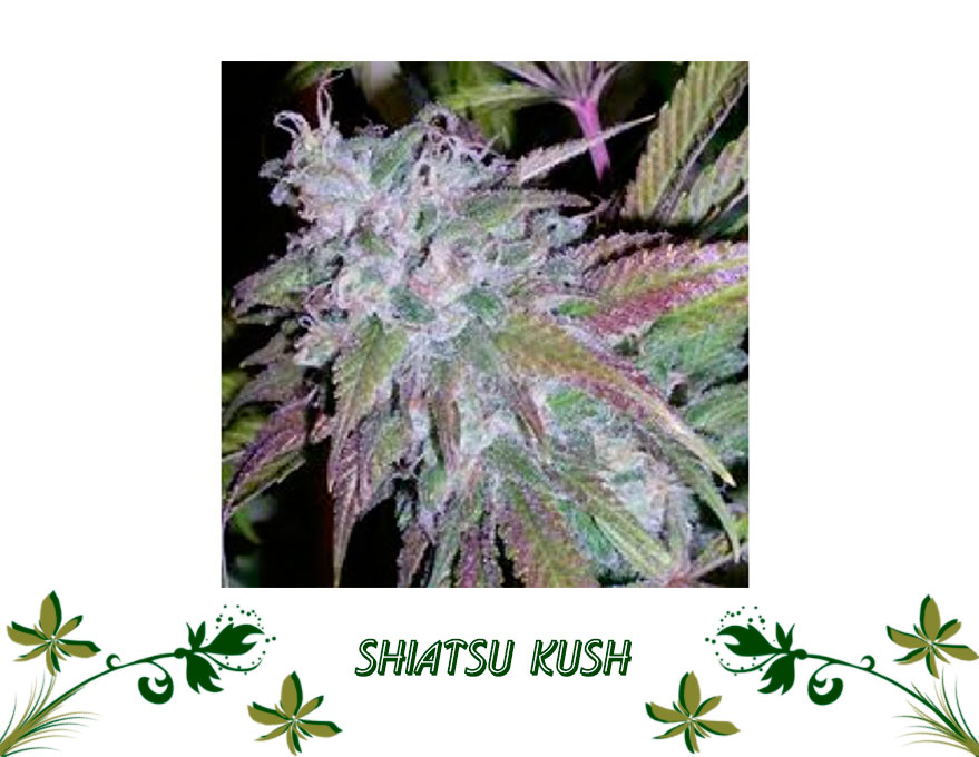 Shiatsu Kush сорт