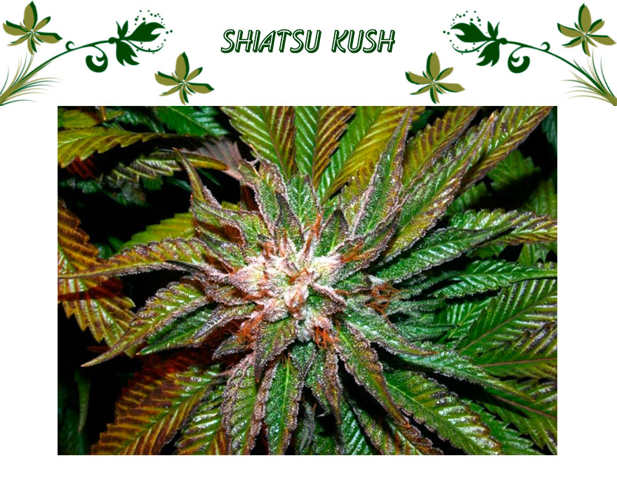 Shiatsu Kush