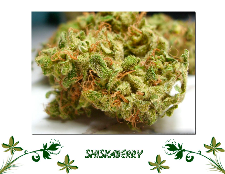 Shiskaberry сорт