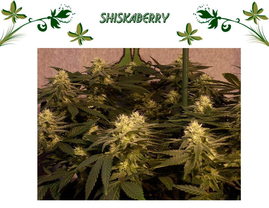 Shiskaberry