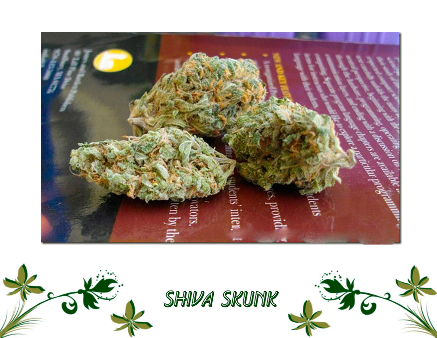 Shiva Skunk сорт