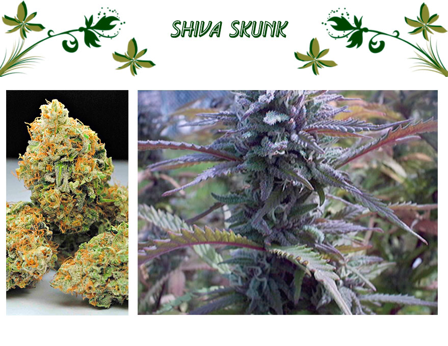 Shiva Skunk