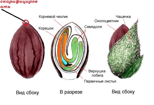 скарифицировать
