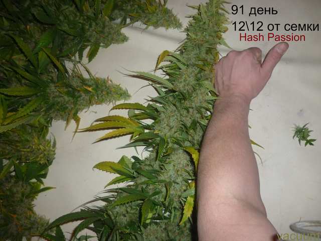 small.hash1.jpg.68a68ade66aa54da5de2b065e0e1ea76.jpg