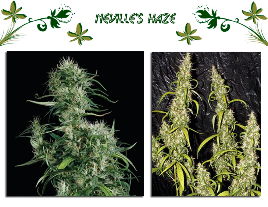 Сорт конопли Neville's Haze
