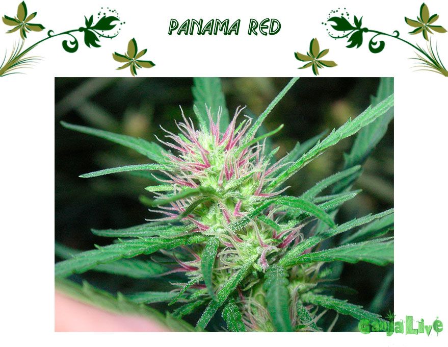 Сорт Конопли Panama Red